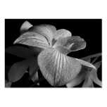 ATC negro y blanco del flor de la orquídea Tarjeta De Visita