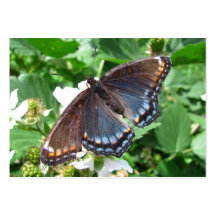 ATC púrpura del ~ de la mariposa Tarjeta De Negocio
