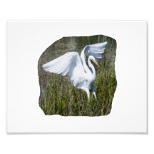 Aterrizaje blanco del Egret en pantano Cojinete