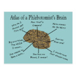 Atlas del cerebro de un Phlebotomist Tarjeta Postal