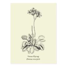 Atrapamoscas de Venus, planta carnívora Postal
