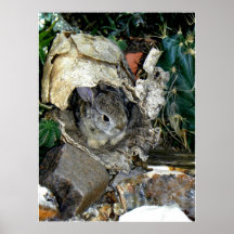 Audubonii del Sylvilagus en los fernaldialis de Ca Poster