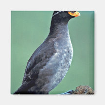Auklet con cresta, isla de Kiska, Alaska Imán De Nevera