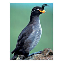 Auklet con cresta, isla de Kiska, Alaska Postal