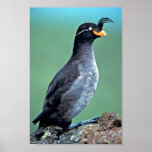 Auklet con cresta, isla de Kiska, Alaska Posters