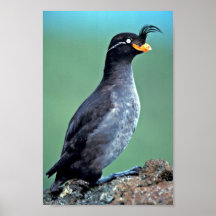 Auklet con cresta, isla de Kiska, Alaska Posters