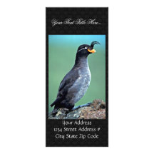 Auklet con cresta, isla de Kiska, Alaska Diseño De Tarjeta Publicitaria