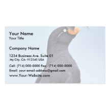 Auklet con cresta, isla de San Jorge, Pribilofs Tarjeta Personal
