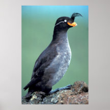 Auklet con cresta impresiones