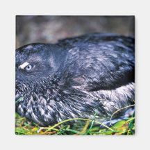 Auklet de Cassins Iman