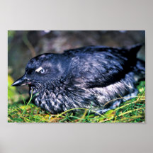 Auklet de Cassins Impresiones