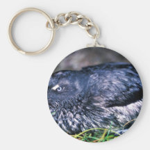 Auklet de Cassins Llaveros