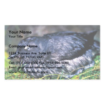 Auklet de Cassins Plantillas De Tarjeta De Negocio
