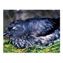 Auklet de Cassins Tarjetas Postales