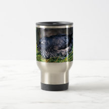 Auklet de Cassins Taza De Café