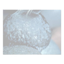 Auklet de Whiskered Comunicado