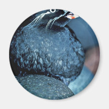 Auklet de Whiskered Imán