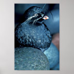 Auklet de Whiskered Impresiones
