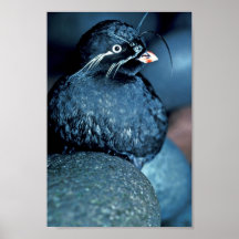 Auklet de Whiskered Impresiones
