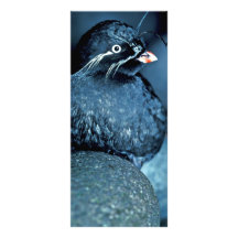Auklet de Whiskered Tarjeta Publicitaria Personalizada