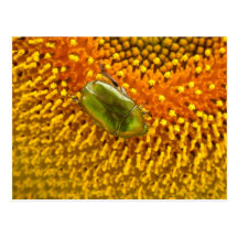 Aurata del Cetonia Tarjeta Postal