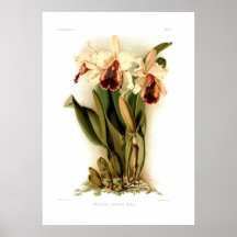 Aurea del dowiana de Cattleya Impresiones