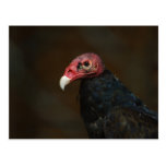 Aureola del Cathartes Tarjetas Postales