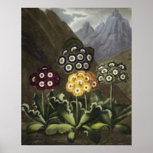 Aurículas del Dr. Juan Roberto Thornton Impresiones
