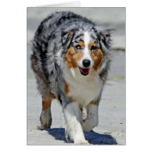 Australianos - 1r día de paseo de la playa del ver tarjetas