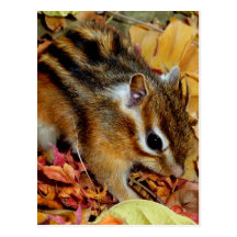 Autumn , chipmunk　(photo) ポストカード