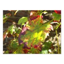 autumn colours foto print