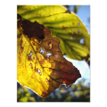 autumn leaf fotografische afdruk