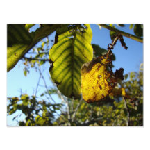 autumn splendour foto kunst