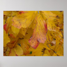 autumnleafes impresiones