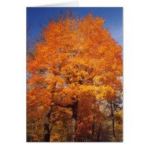 autumntrees1card felicitacion 