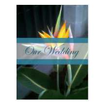 Ave del paraíso 10 nuestro boda tarjetas postales
