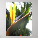 Ave del paraíso posters