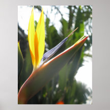 Ave del paraíso posters