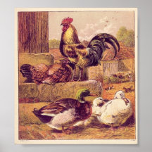 Aves de corral del vintage impresiones