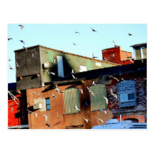Aves Urbanas (pájaros urbanos) Tarjetas Postales