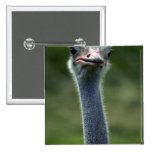 Avestruz Pin