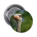 Avestruz Pins
