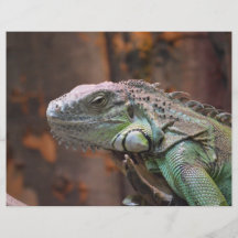 Aviador con el lagarto colorido de la iguana flyer a todo color