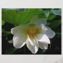 Aviador con la flor de Lotus blanco delicada Flyer Personalizado