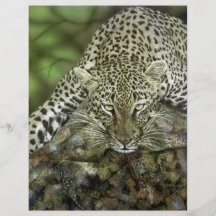 Aviadores del leopardo flyer a todo color
