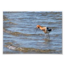 Avocet americano 5x7 fotografías  