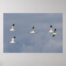 Avocets Impresiones