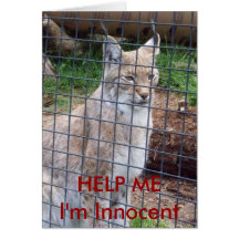 AYÚDEME que soy tarjeta inocente del lince