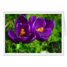 Azafranes de la primavera tarjetón