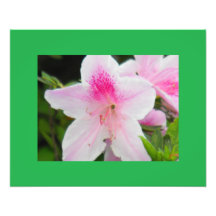 ¡Azalea en rosa! Cojinete